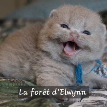 chaton British Shorthair lilac Aribo by Sandrine Chatterie de la forêt d'elwynn