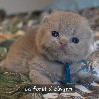 chaton British Shorthair lilac Aribo by Sandrine Chatterie de la forêt d'elwynn