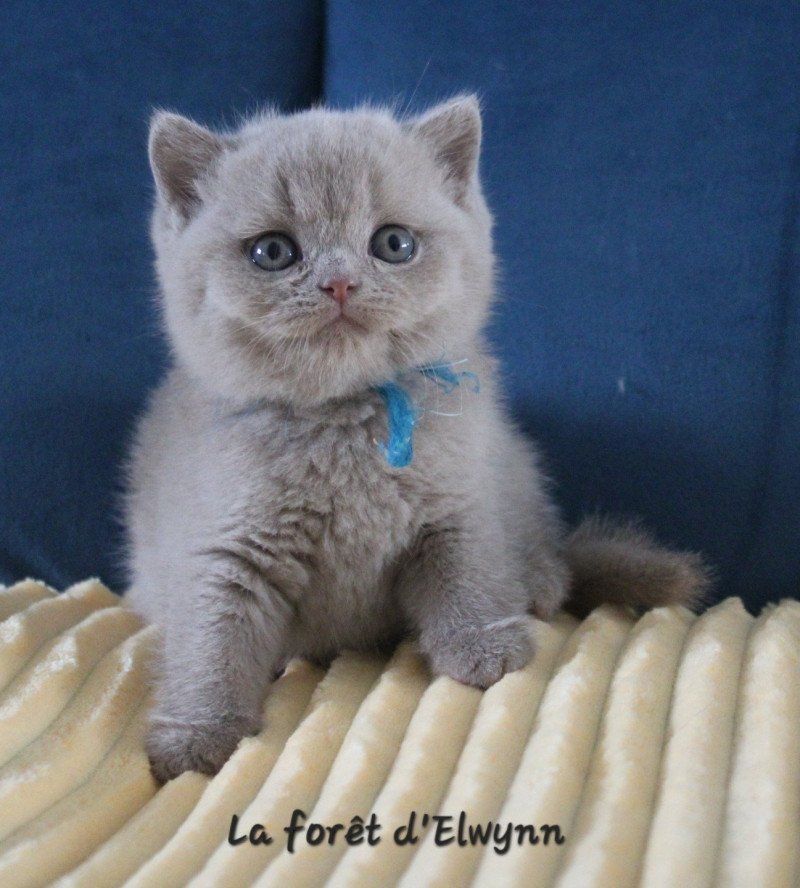 Alfred Mâle British Shorthair