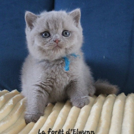 Aribo by Sandrine Mâle British Shorthair