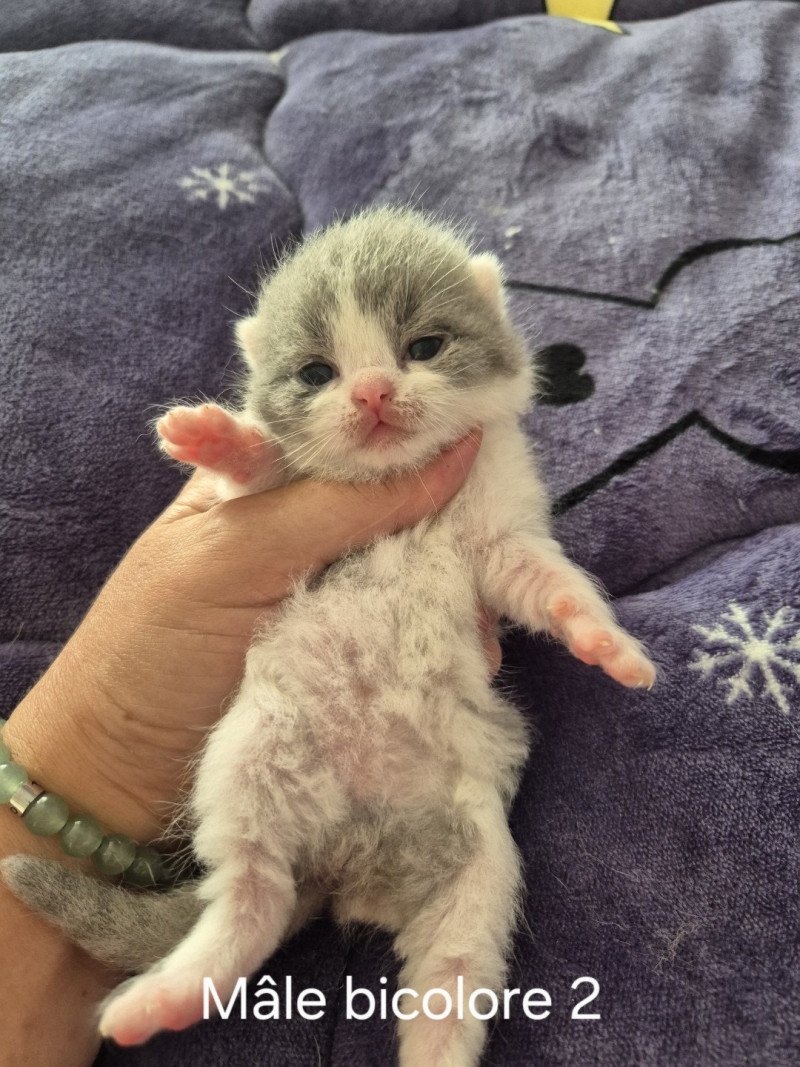 Aristote de la forêt d'Elwynn Mâle British Shorthair