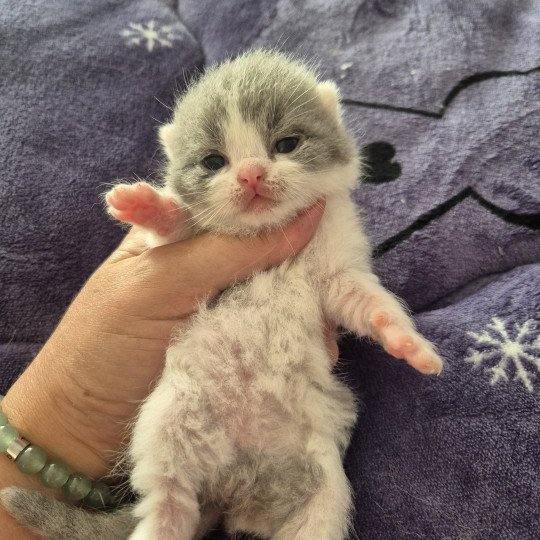 Aristote de la forêt d'Elwynn Mâle British Shorthair