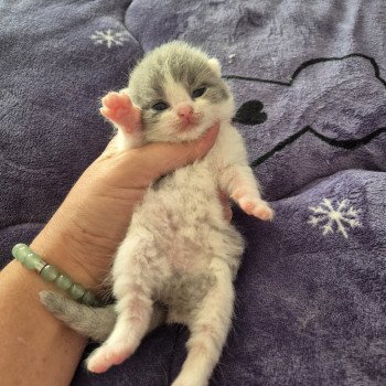 chaton British Shorthair blue white Aristote de la forêt d'Elwynn Chatterie de la forêt d'elwynn