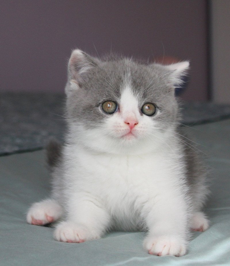 Aribo de la forêt d'Elwynn Mâle British Shorthair