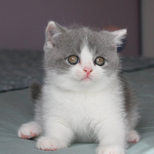 Aribo de la forêt d'Elwynn Mâle British Shorthair