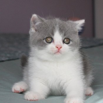 chaton British Shorthair blue white Aribo de la forêt d'Elwynn Chatterie de la forêt d'elwynn