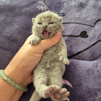 chaton British Shorthair blue Arthur de la forêt d'Elwynn Chatterie de la forêt d'elwynn
