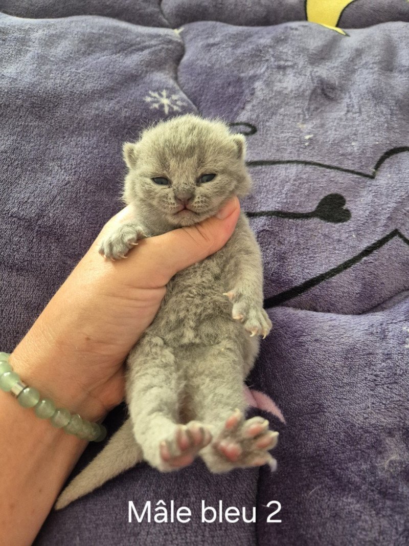 Arthur de la forêt d'Elwynn Mâle British Shorthair