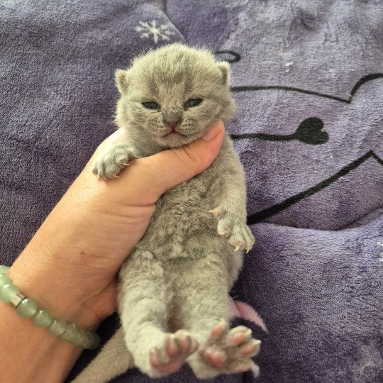 Arthur de la forêt d'Elwynn Mâle British Shorthair