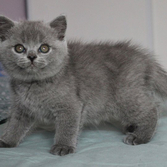 Atlas de la forêt d'Elwynn Mâle British Shorthair