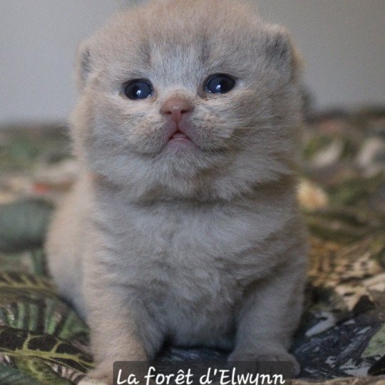 Artichoux by Sophie Mâle British Shorthair