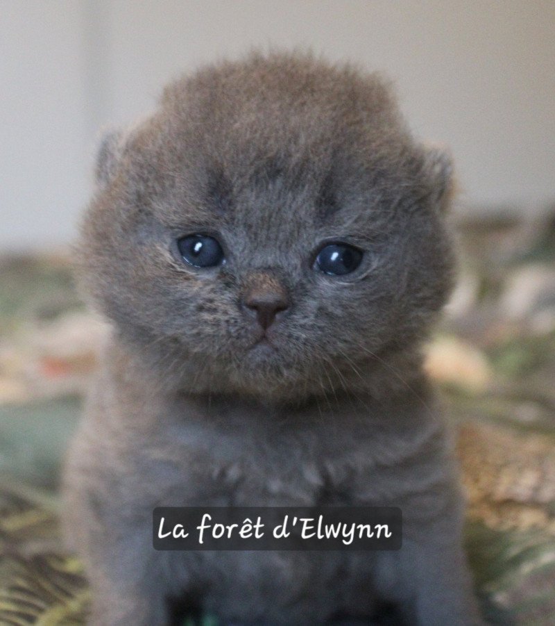 Atole Mâle British Shorthair Atole Mâle British Shorthair