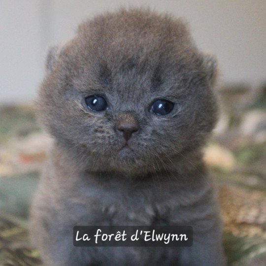 Atole Mâle British Shorthair