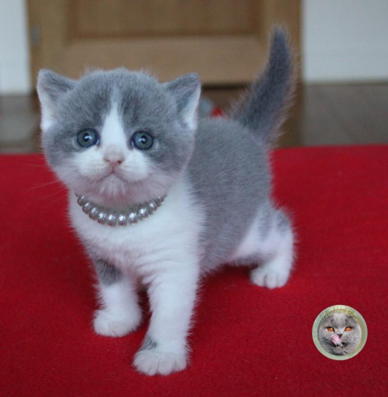 B collier gris Femelle British Shorthair