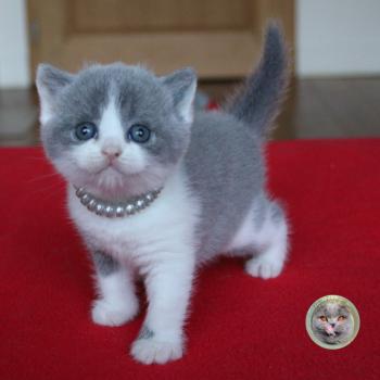 chaton British Shorthair B collier gris Chatterie de la forêt d'elwynn