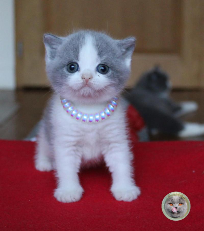 B collier licorne (réservée) Femelle British Shorthair