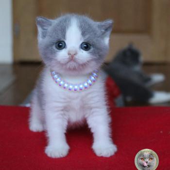 chaton British Shorthair B collier licorne Chatterie de la forêt d'elwynn