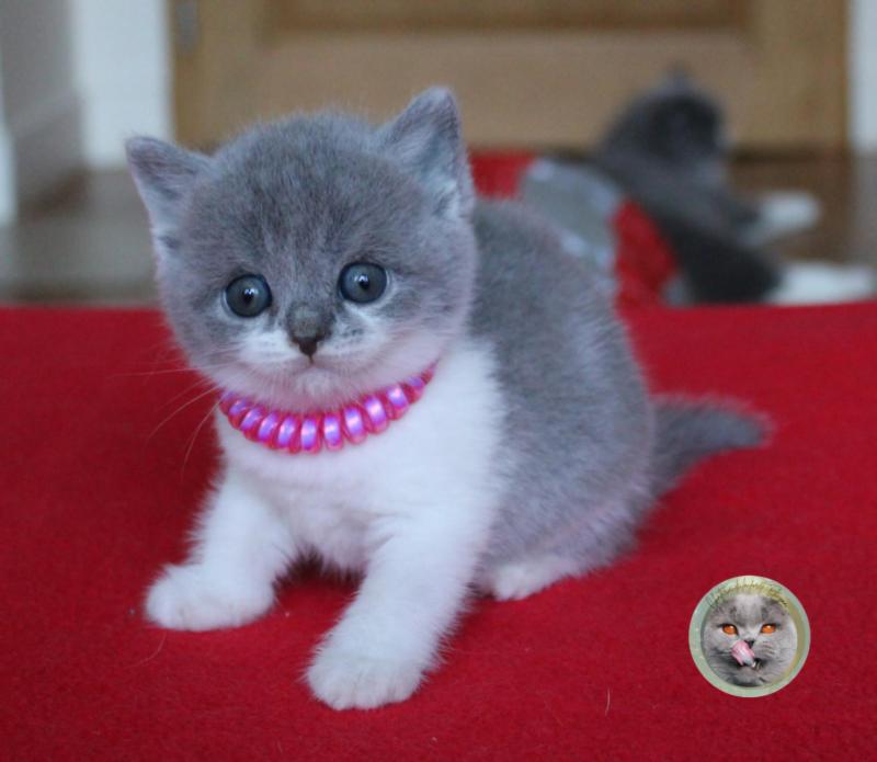 B collier rose Femelle British Shorthair