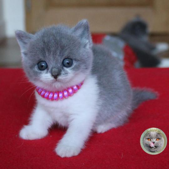 B collier rose Femelle British Shorthair