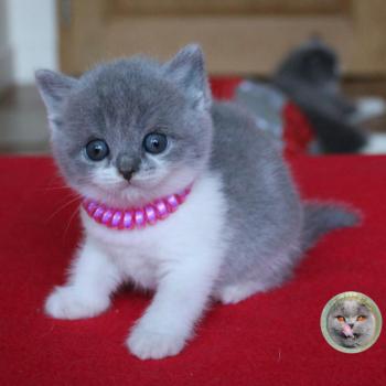 chaton British Shorthair B collier rose Chatterie de la forêt d'elwynn