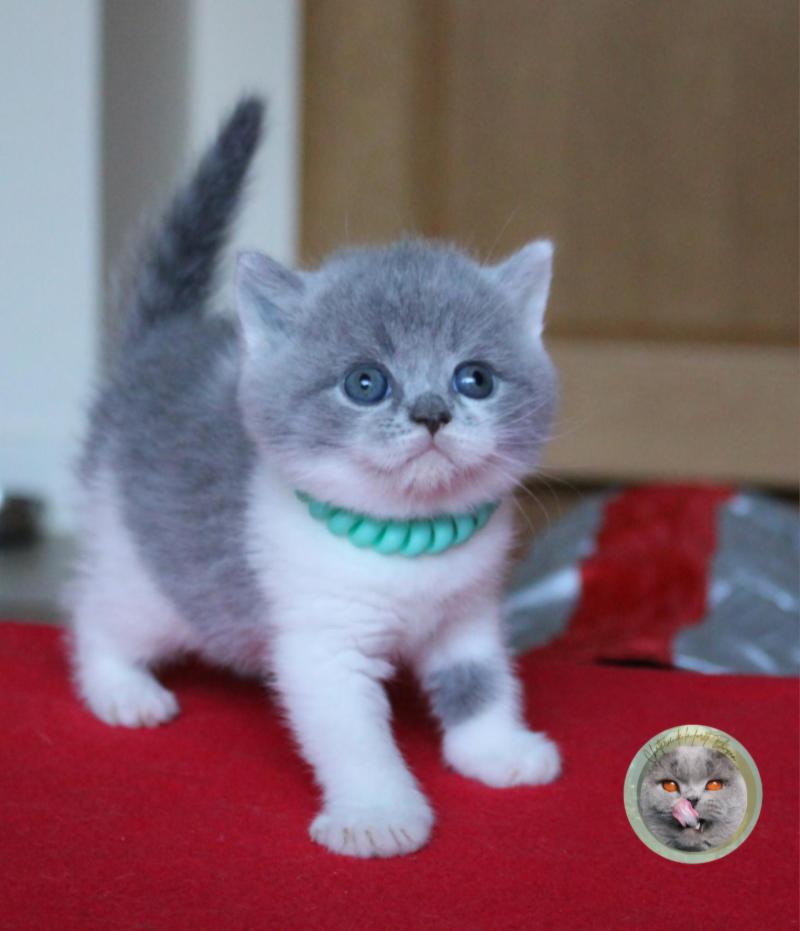 B collier vert Mâle British Shorthair