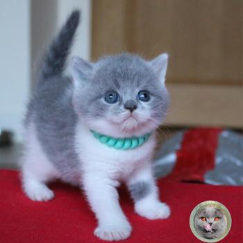 chaton British Shorthair B collier vert Chatterie de la forêt d'elwynn