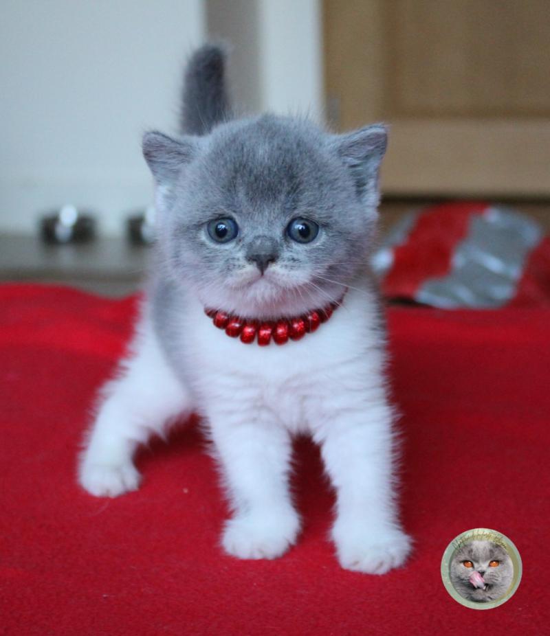 B collier rouge (réservée) Femelle British Shorthair