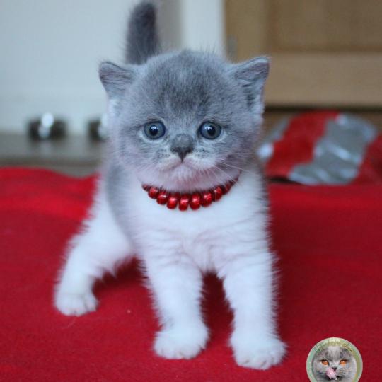 B collier rouge (réservée) Femelle British Shorthair