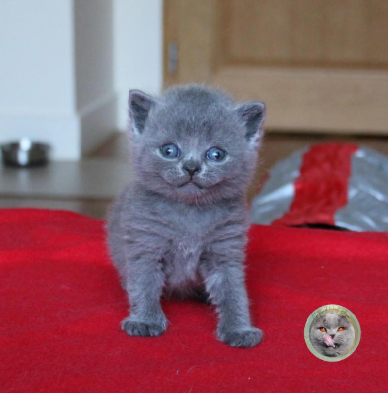 B sans collier (réservé) Mâle British Shorthair