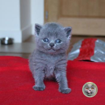 chaton British Shorthair B sans collier (réservé) Chatterie de la forêt d'elwynn