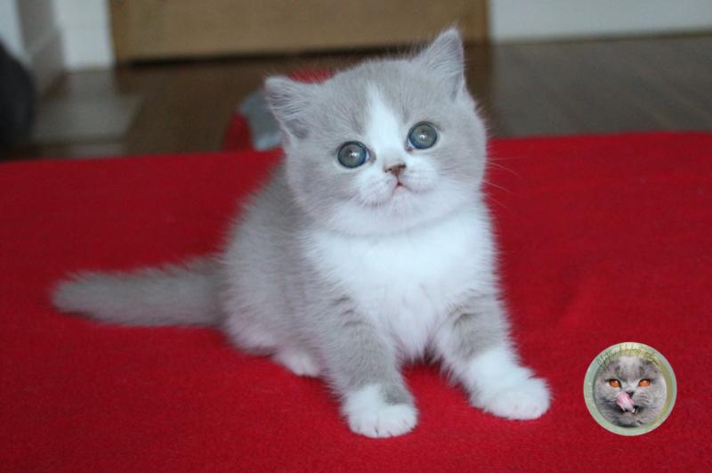 Balie (réservée) Femelle British Shorthair