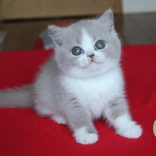 Balie (réservée) Femelle British Shorthair