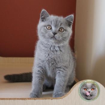 chaton British Shorthair Bazil Chatterie de la forêt d'elwynn