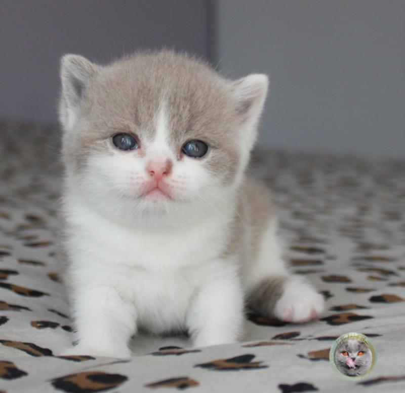 Betsy (réservée) Femelle British Shorthair