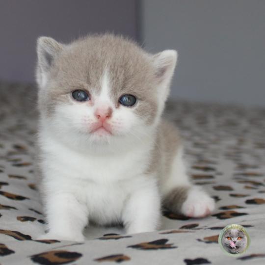 Betsy (réservée) Femelle British Shorthair