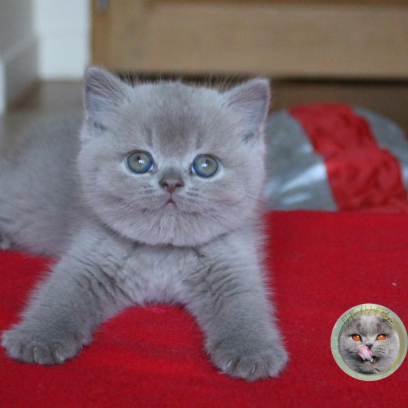 Blinis (réservée) Femelle British Shorthair
