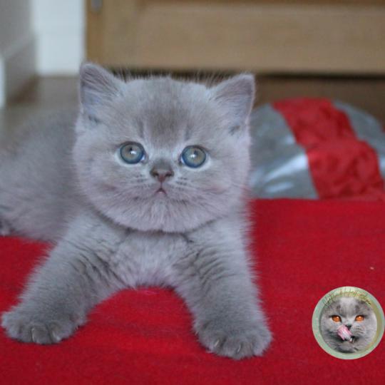 Blinis (réservée) Femelle British Shorthair
