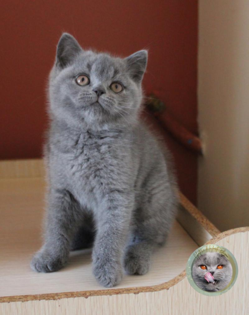 Blue Femelle British Shorthair