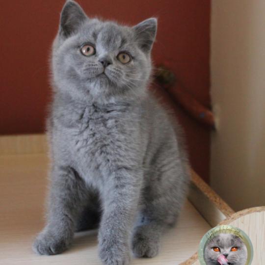 Blue Femelle British Shorthair