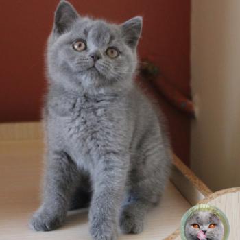 chaton British Shorthair Blue Chatterie de la forêt d'elwynn