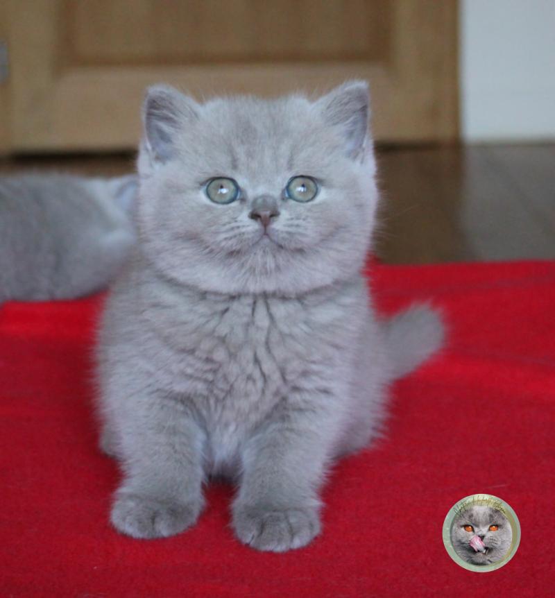 Boo (réservée) Femelle British Shorthair