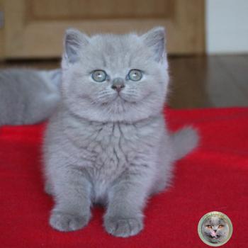 chaton British Shorthair Boo (réservée) Chatterie de la forêt d'elwynn