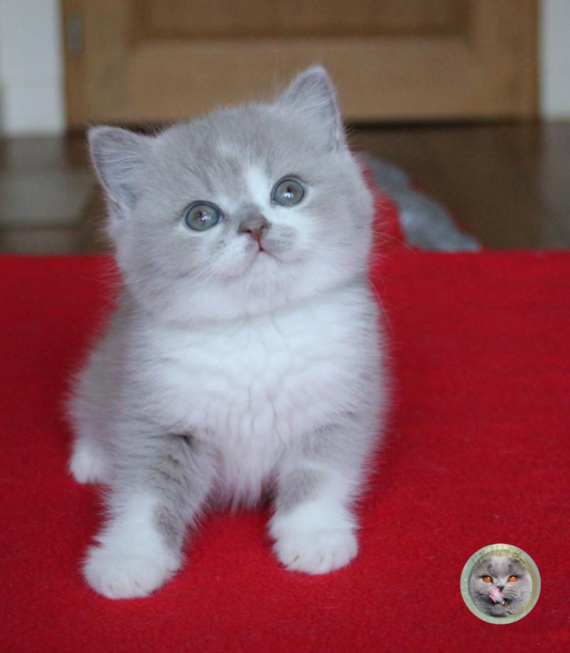 Bouba (réservé) Mâle British Shorthair
