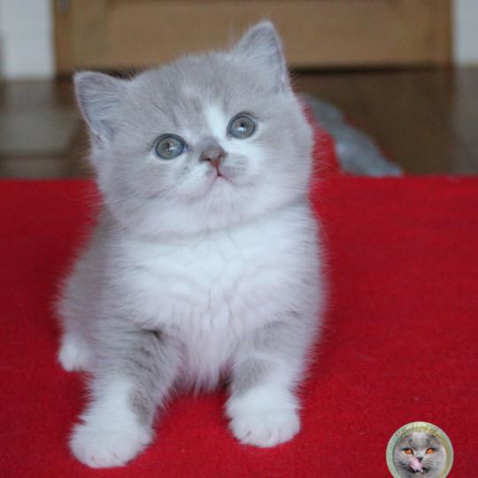 Bouba (réservé) Mâle British Shorthair