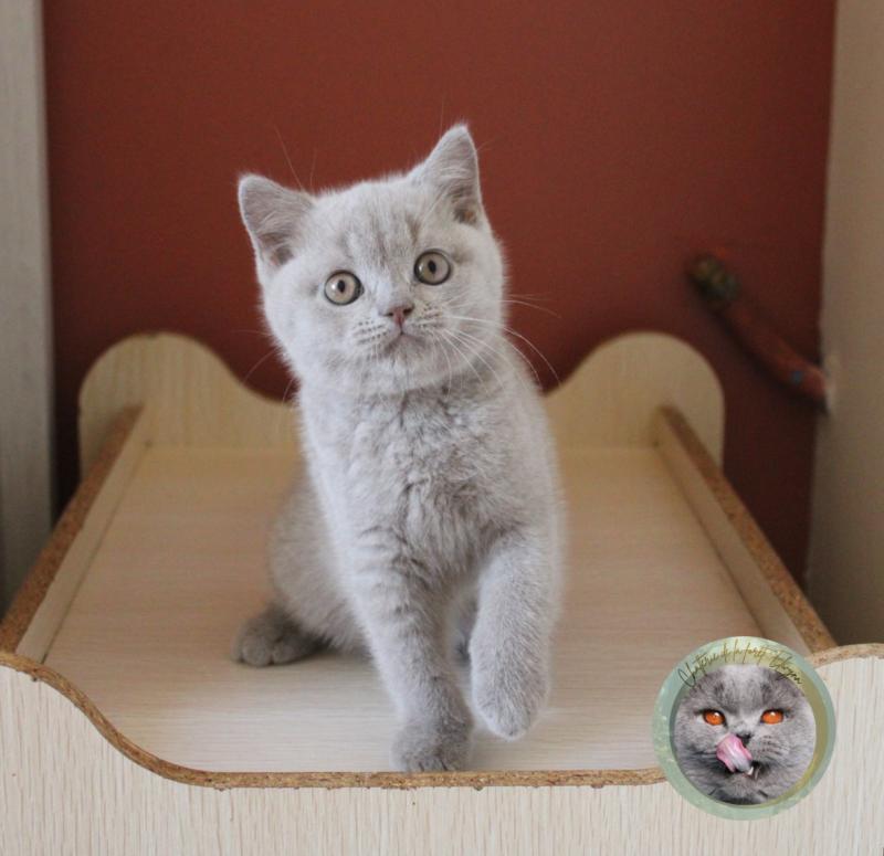 Bourvyl Mâle British Shorthair