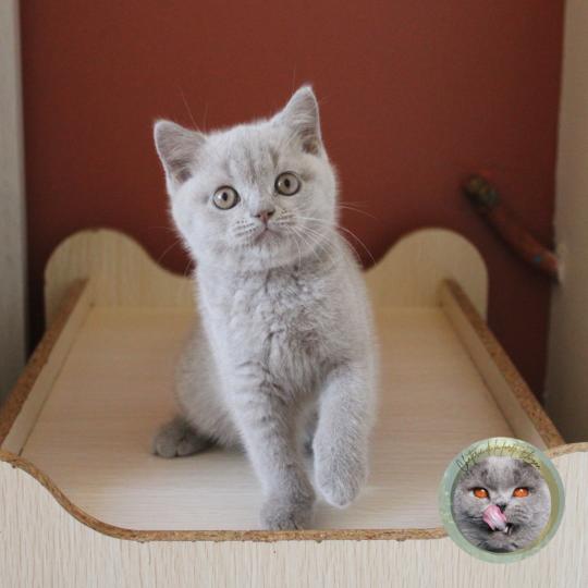 Bourvyl Mâle British Shorthair
