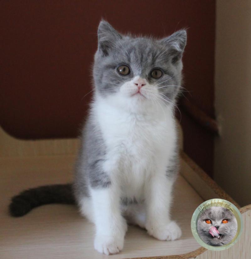Buzz Mâle British Shorthair