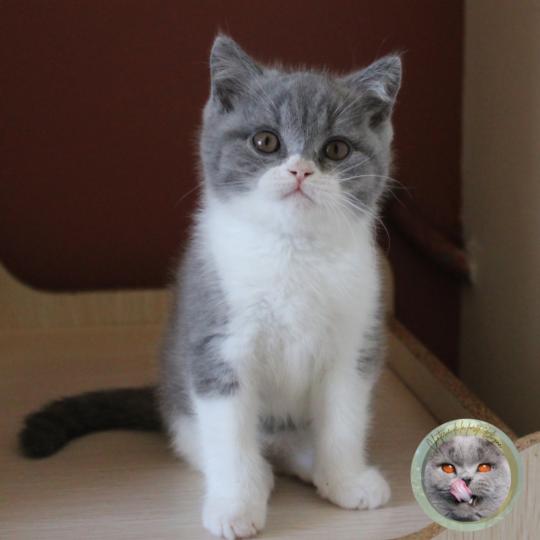 Buzz Mâle British Shorthair