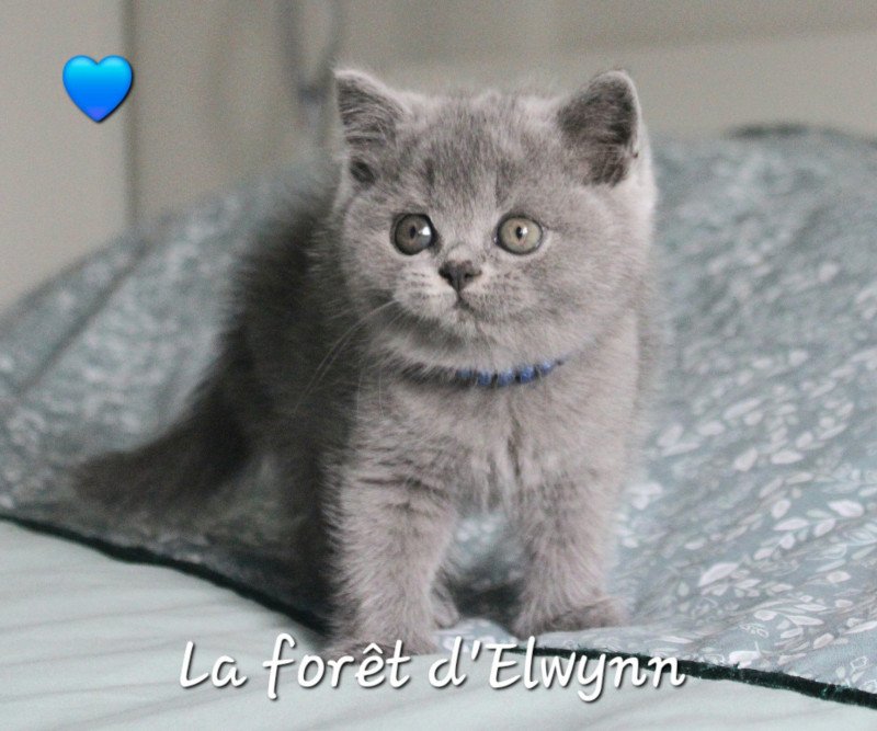 Zeus Mâle British Shorthair