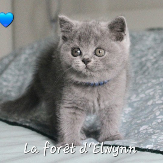 Zeus Mâle British Shorthair